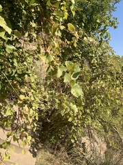 Vitis acerifolia
