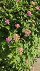 Lantana camara