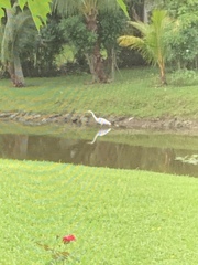 Ardea alba