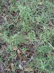 Dyschoriste linearis