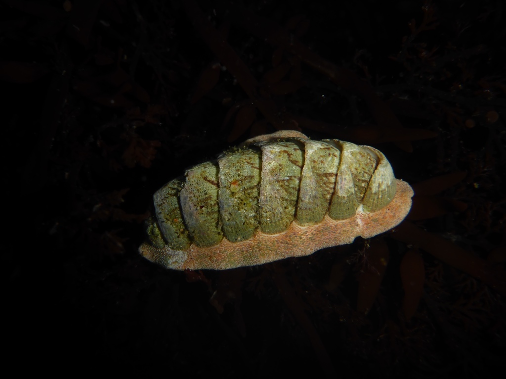 Cooper's Chiton