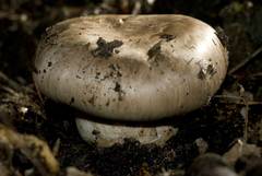 Catathelasma ventricosum