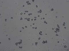 Catathelasma ventricosum