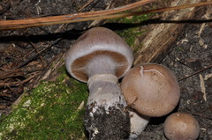 Cortinarius torvus