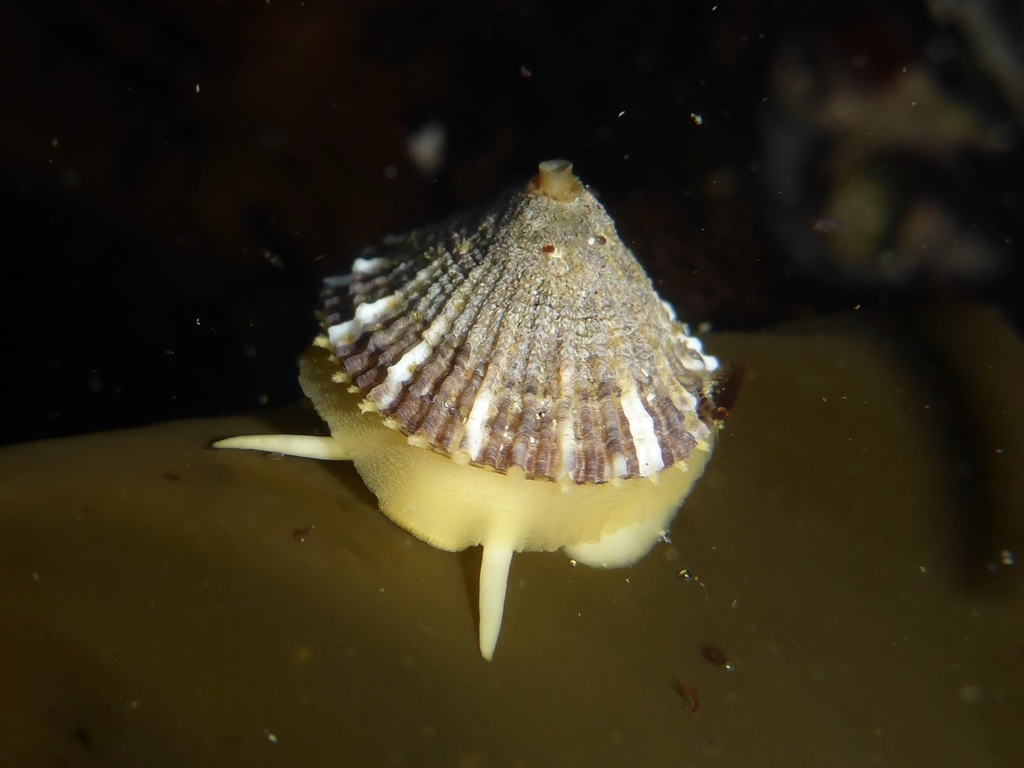 rough keyhole limpet
