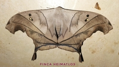 Dysdaemonia australoboreas