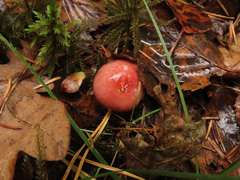 Russula betularum