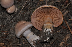 Cortinarius torvus