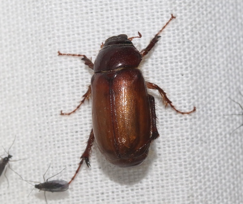 Phyllophaga timida thumbnail