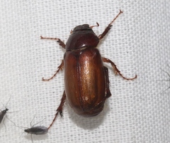 Phyllophaga timida
