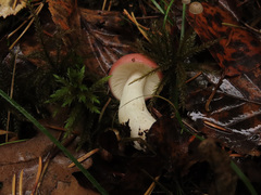 Russula betularum