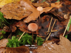 Mycena rosella