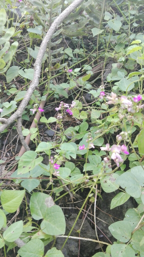 dwarfish thin-stemmed bean