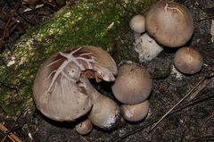 Cortinarius torvus