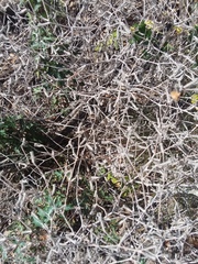 Mentzelia oligosperma