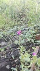 Phaseolus leptostachyus