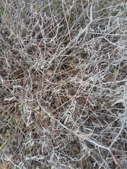 Mentzelia oligosperma