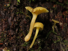 Chrysomphalina grossula