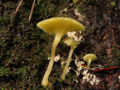 Chrysomphalina grossula