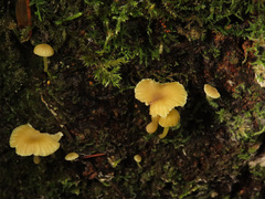 Chrysomphalina grossula