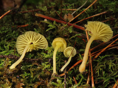 Chrysomphalina grossula
