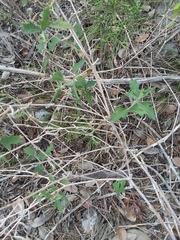 Mentzelia oligosperma