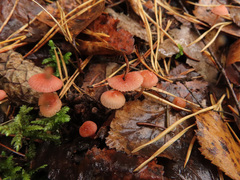Mycena rosella