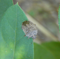 Hymenarcys nervosa