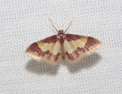 Idaea basinta