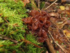 Phaeotremella frondosa
