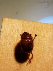 Odonteus