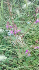 Desmodium grahamii