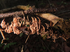 Lentaria byssiseda