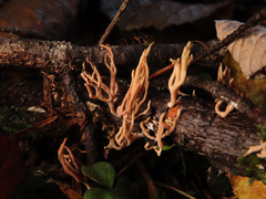 Lentaria byssiseda