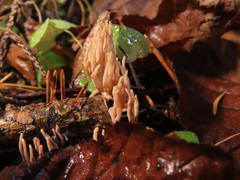 Lentaria byssiseda