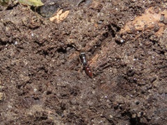 Stigmatomma pallipes