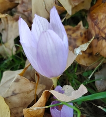 Crocus kotschyanus