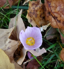 Crocus kotschyanus