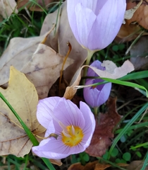 Crocus kotschyanus