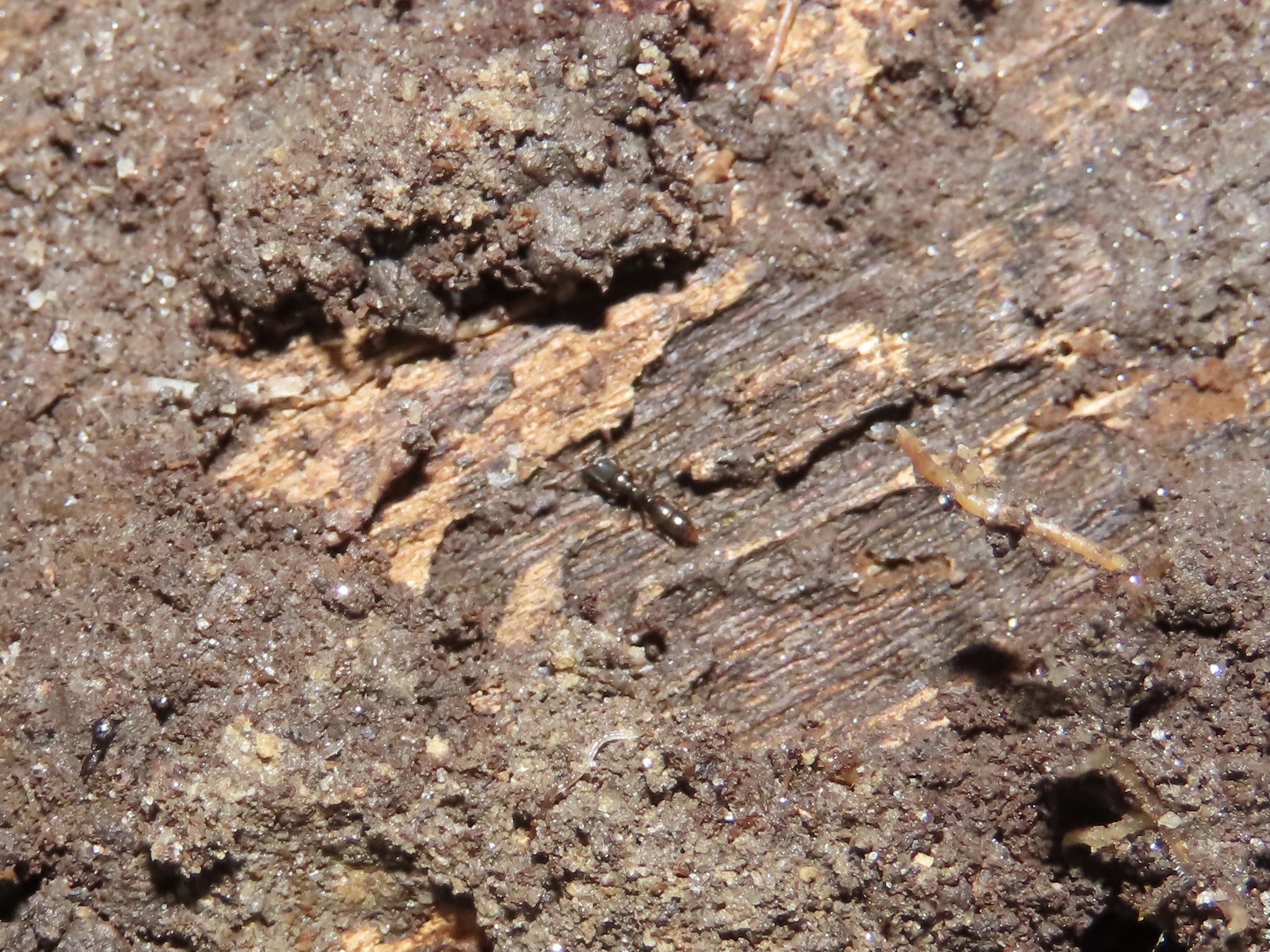 Ponera pennsylvanica