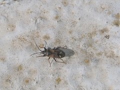 Eremocoris fenestratus