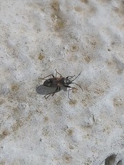 Eremocoris fenestratus