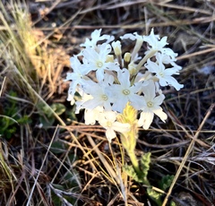 Glandularia platensis
