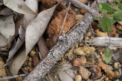 Maratus karrie