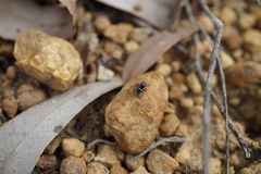 Maratus karrie