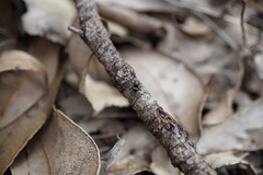 Maratus karrie