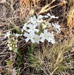 Glandularia platensis