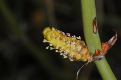Ephedra