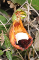 Calceolaria uniflora