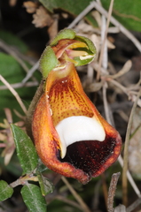 Calceolaria uniflora